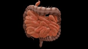 ¿Es posible que bacterias del intestino puedan estar relacionadas con enfermedades del cerebro?