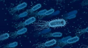 ¿Está nuestra vida llena de bacterias?