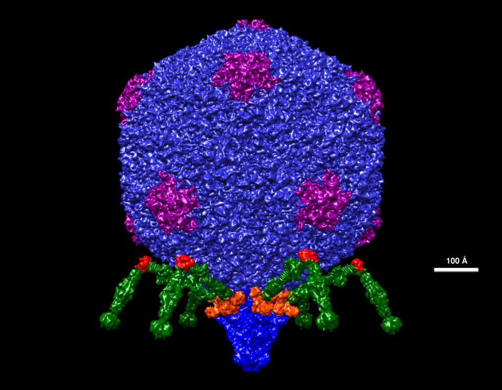 Modelo estructural del bacteriófago T7 a resolución atómica.