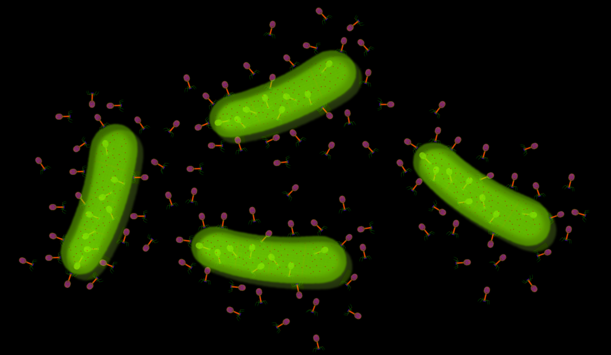 Modelo estructural a resolución atómica del bacteriófago t4 se muestra invadiendo las células de E. coli