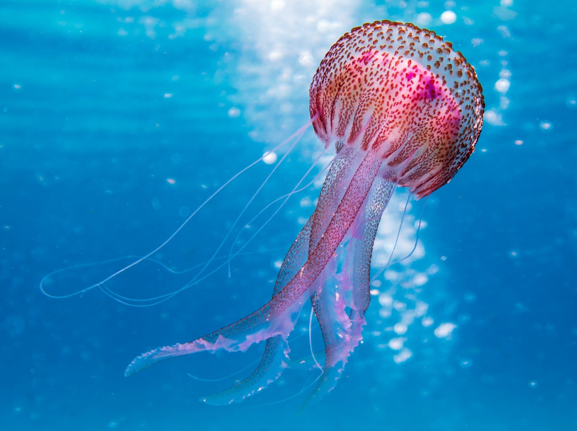 ¿Qué hacer ante una picadura de medusa?