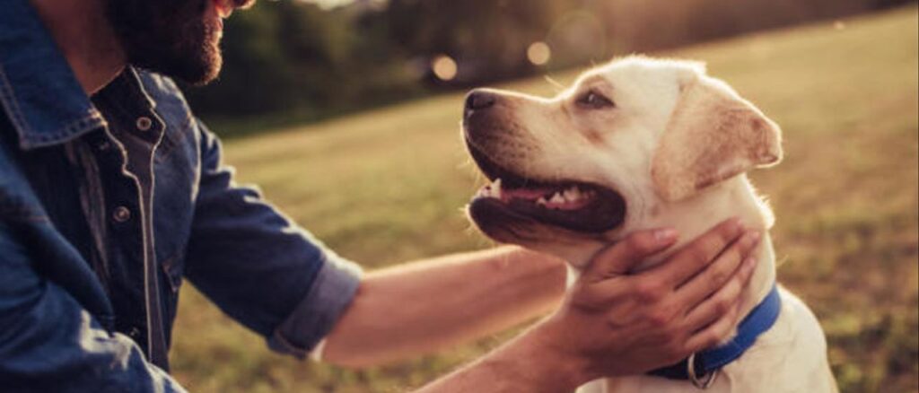 El olfato canino, la pieza clave para la detección temprana de cáncer de próstata