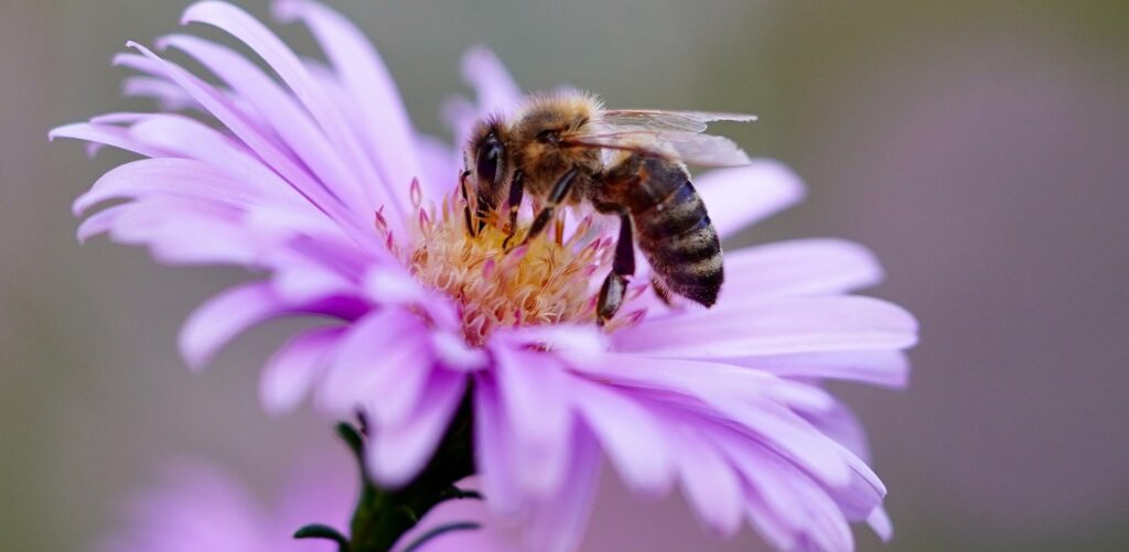 Avispas y abejas, ¿Cómo prevenir y tratar las picaduras?