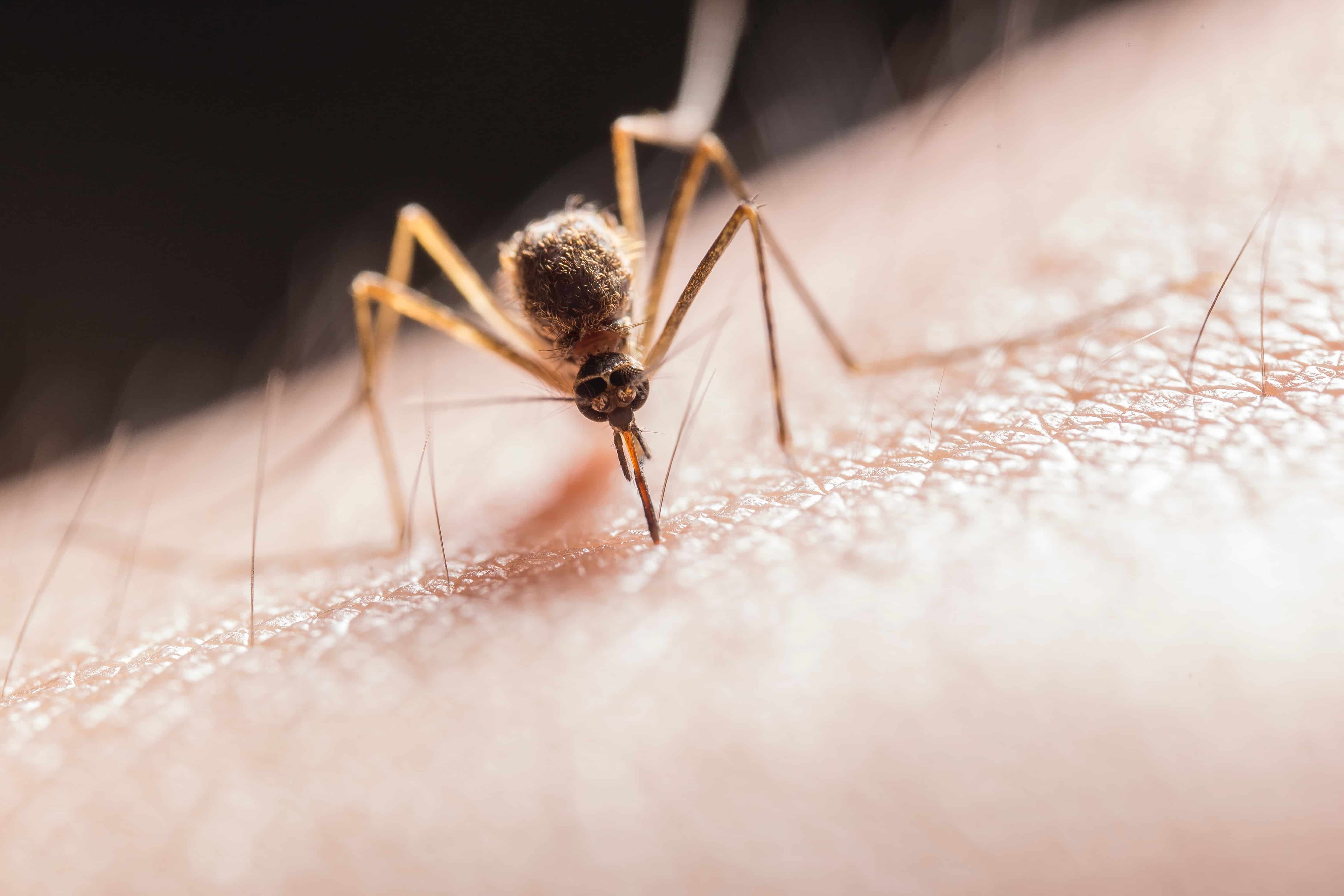 Cómo usar bien el repelente de mosquitos