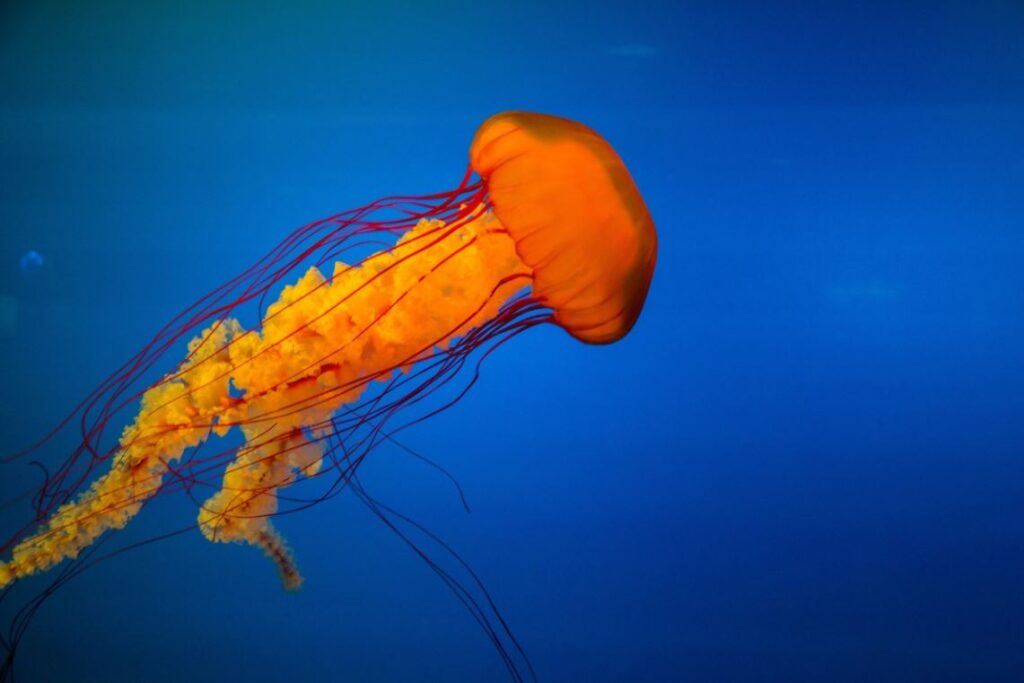 Todo lo que debes saber si te pica una medusa