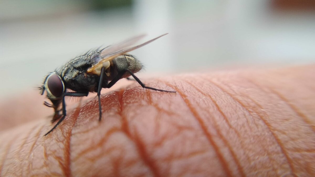 Cómo engañar a tu cerebro, y al de una mosca, para que escoja un alimento más saludable