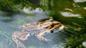 Logran la regeneración de extremidades en ranas